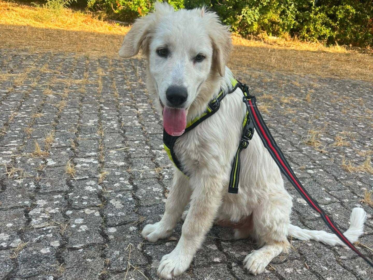 Adotta un cane, maschio, 4 mesi, Bari