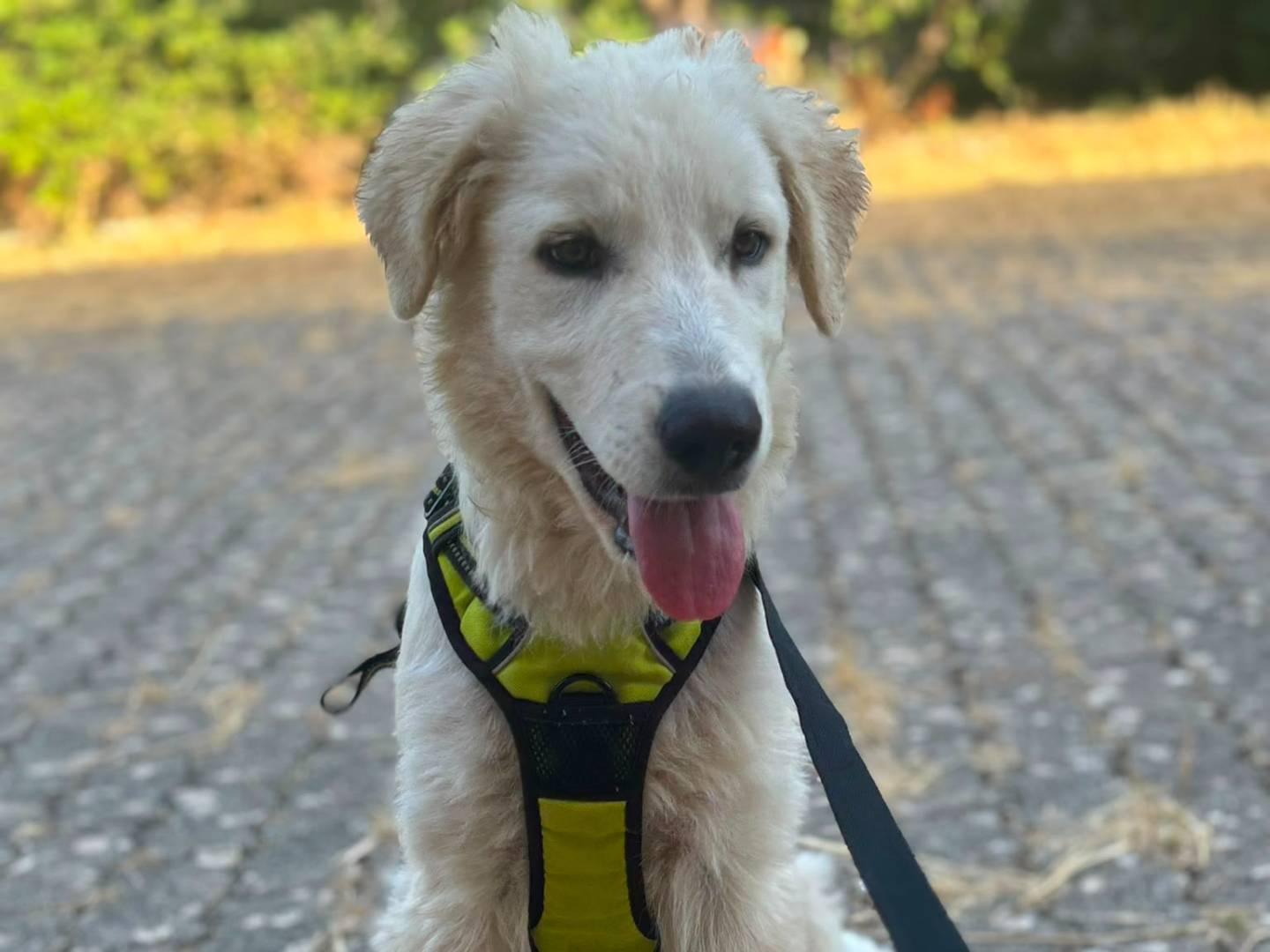 Adozione cane, maschio, Pastore maremmano Razza sconosciuta, 4 mesi, taglia gigante, Bari