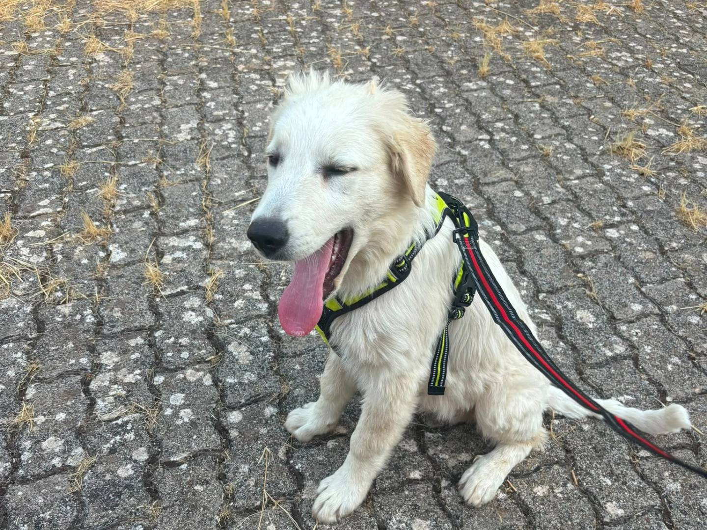 Adotta un cane, taglia gigante, maschio, Bari
