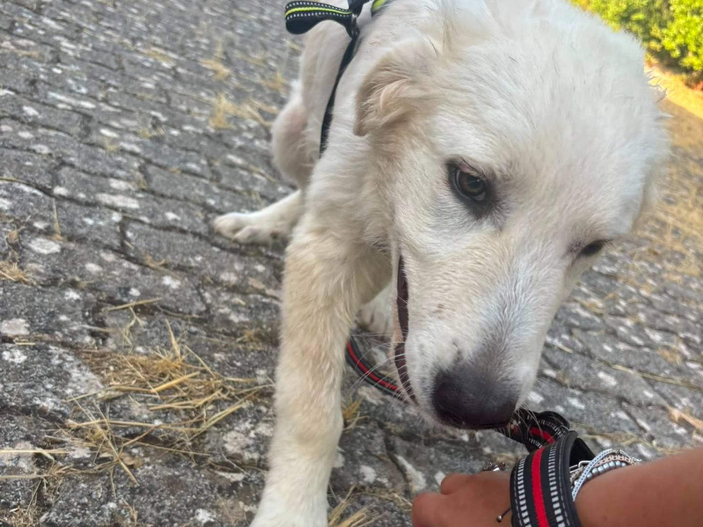 Vuoi adottare un cane a Bari?