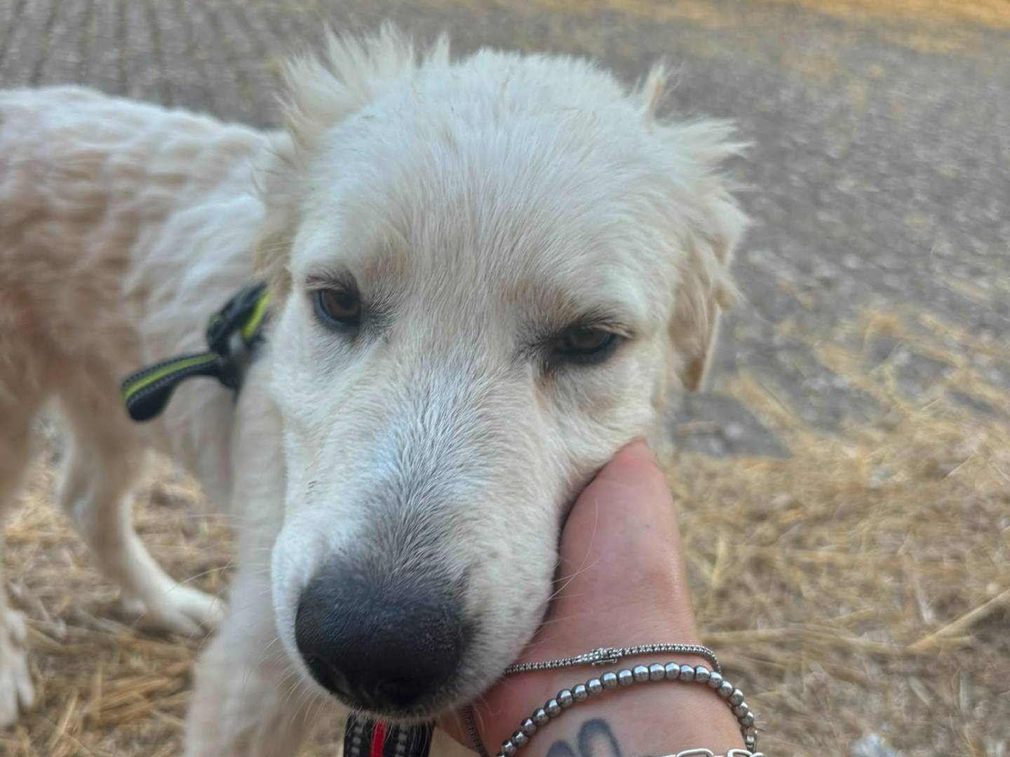 Adotta il cane Mojito a Bari