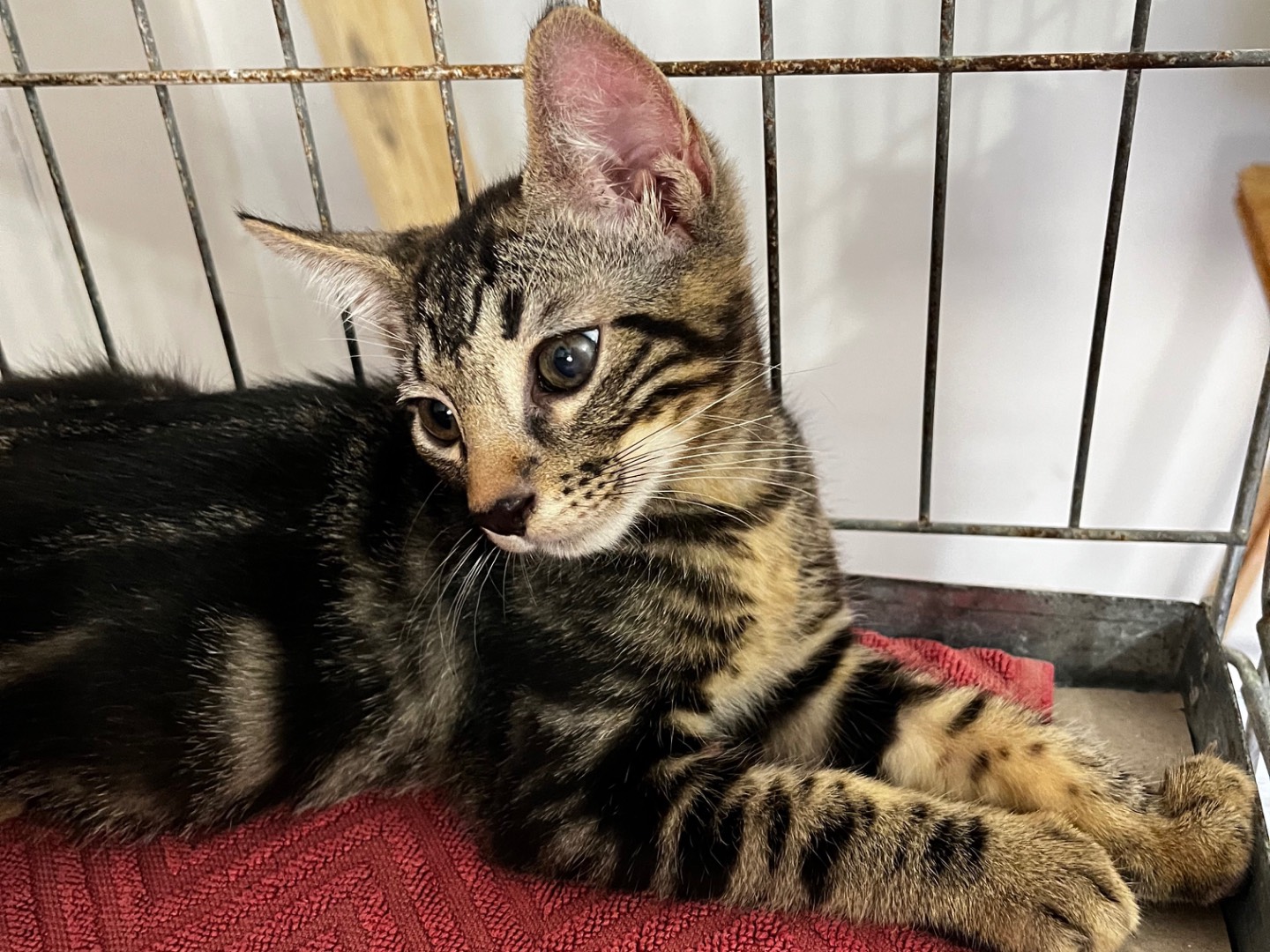 Adozione gatto, maschio, Razza sconosciuta Razza sconosciuta, 2 mesi, taglia non valida, Padova
