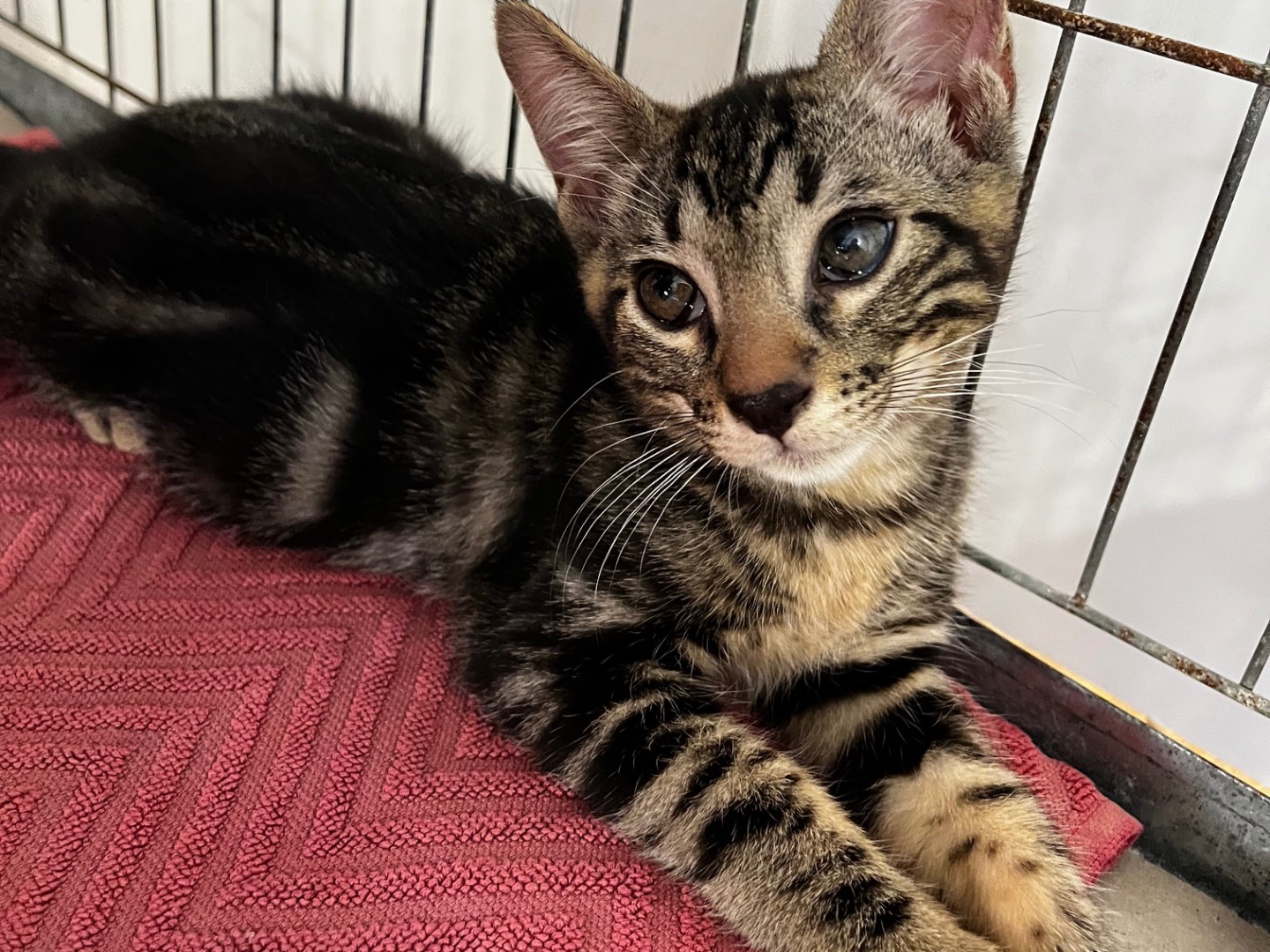 Adotta un gatto, maschio, 2 mesi, Padova