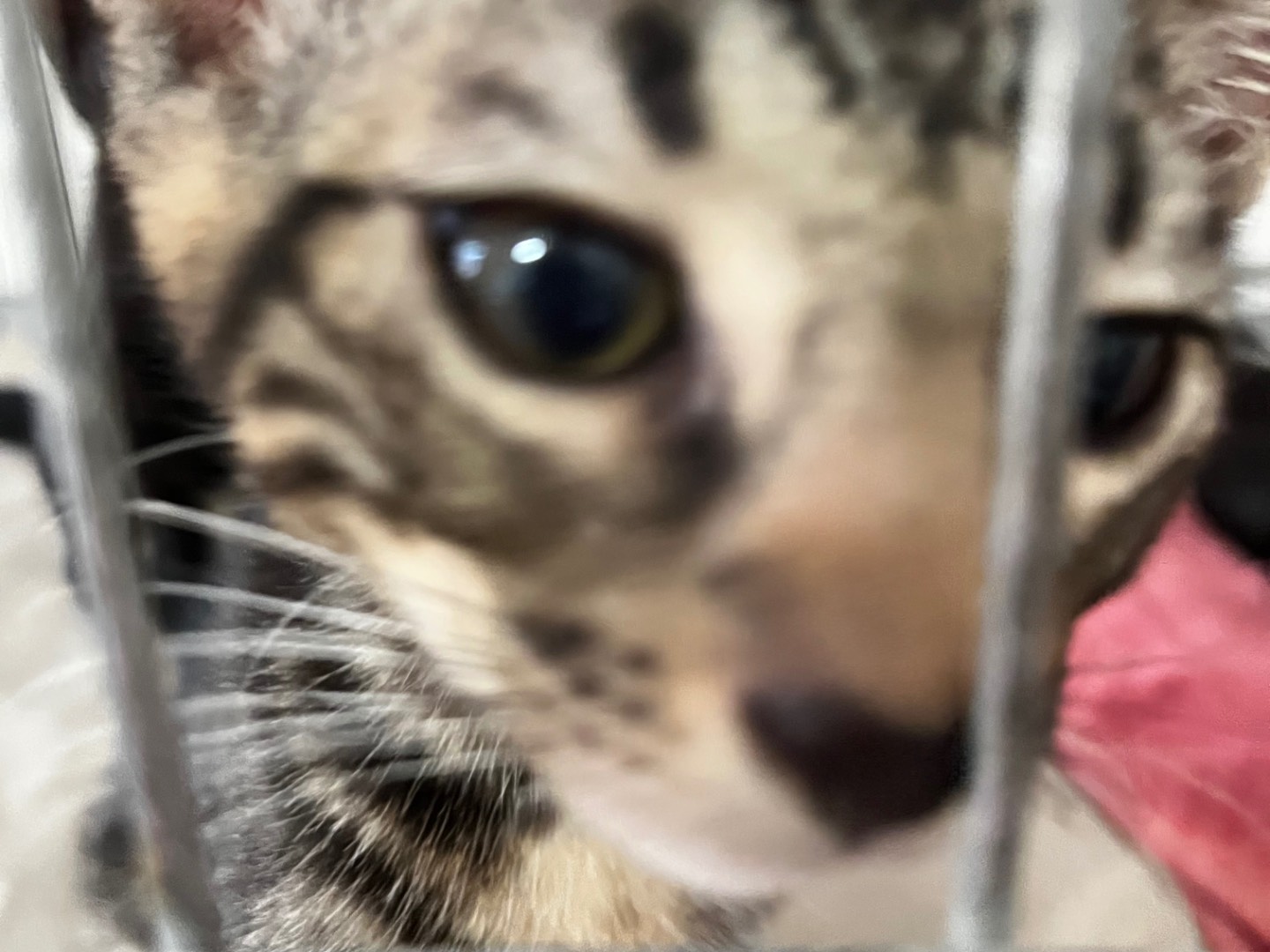 Adotta un gatto, taglia non valida, maschio, Padova