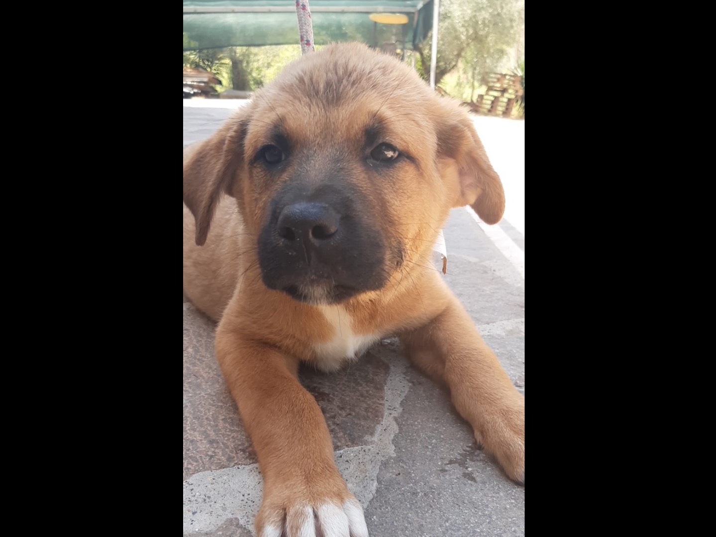 Adotta il cane Ceres a Latina