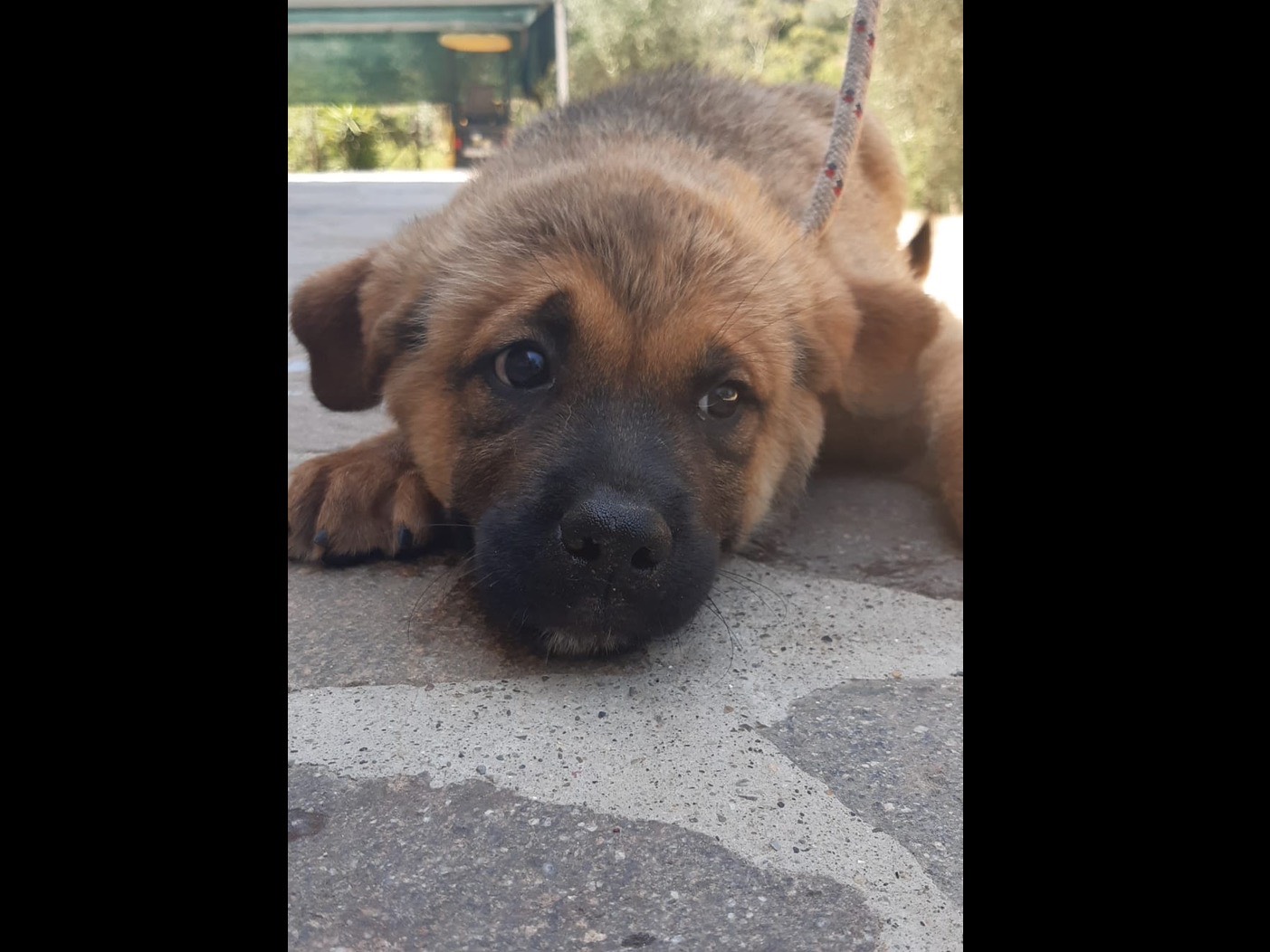Adotta il cane Bud a Latina