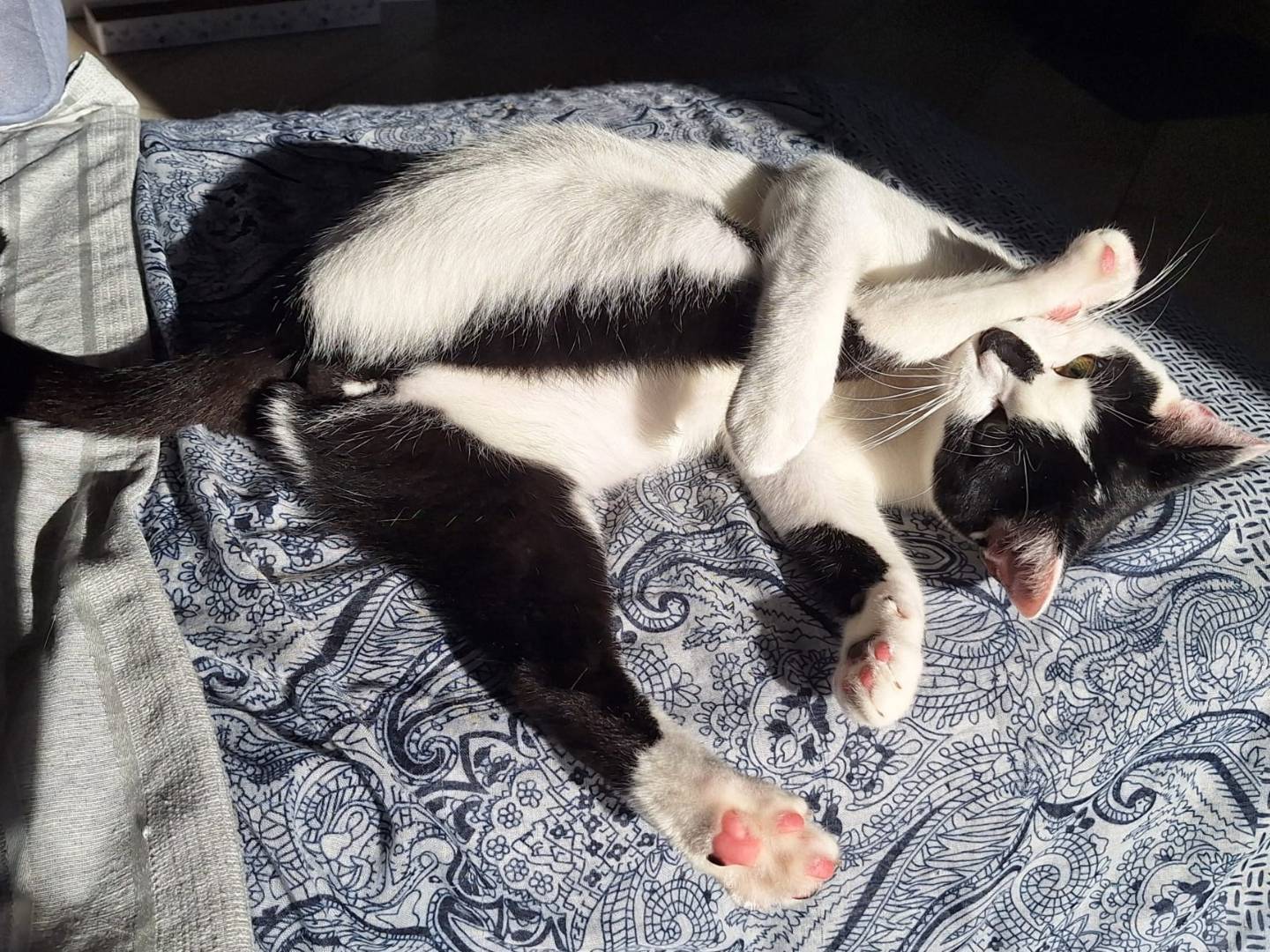 Vuoi adottare un gatto a Bologna?