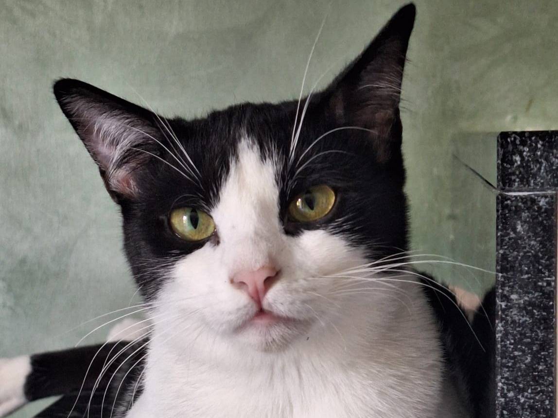 Adozione gatto, femmina, Razza sconosciuta Razza sconosciuta, 9 mesi, taglia non valida, Bologna