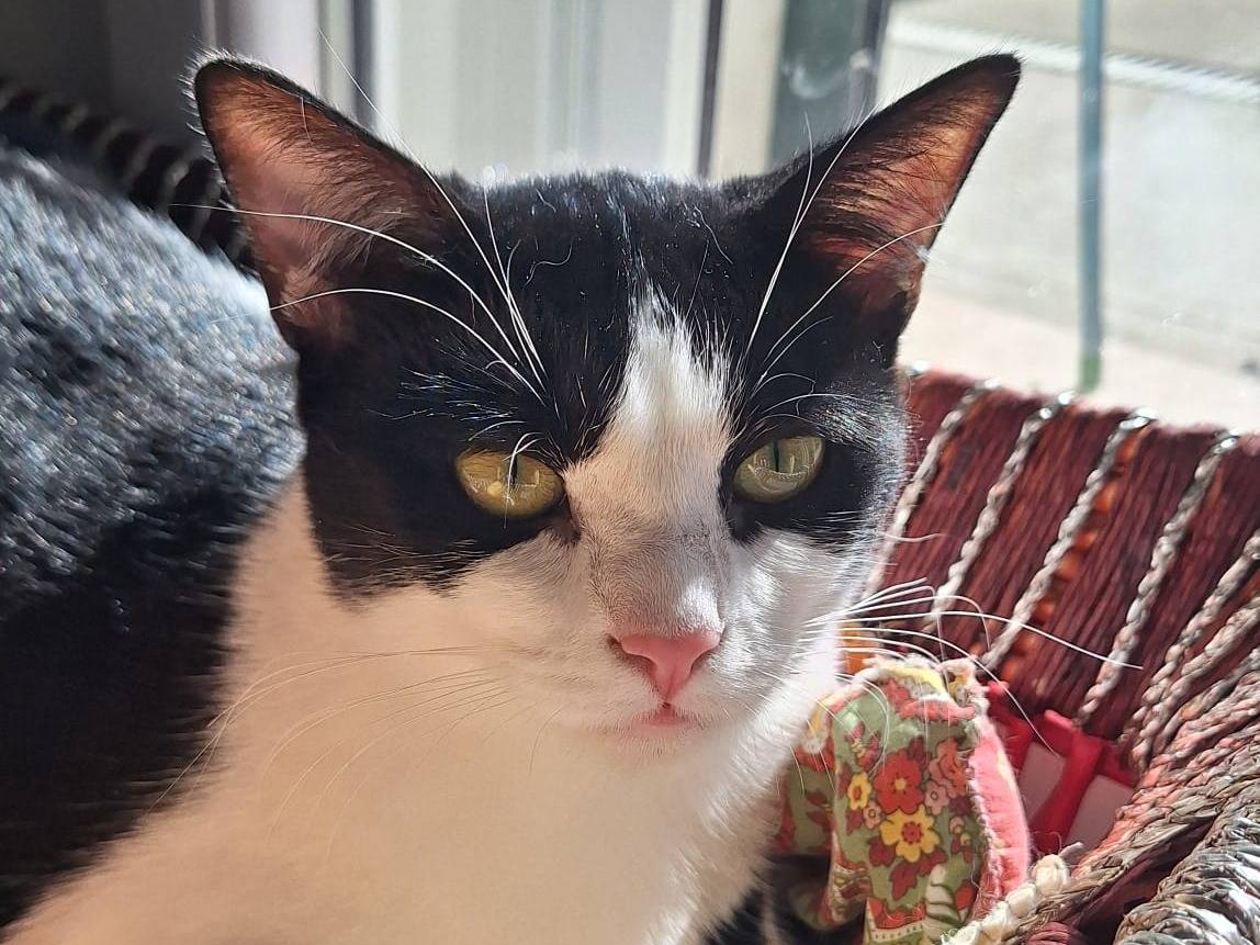 Adotta un gatto, femmina, 9 mesi, Bologna