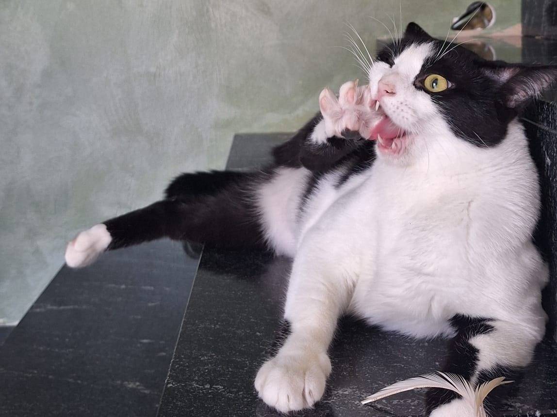 Adotta un gatto, taglia non valida, femmina, Bologna