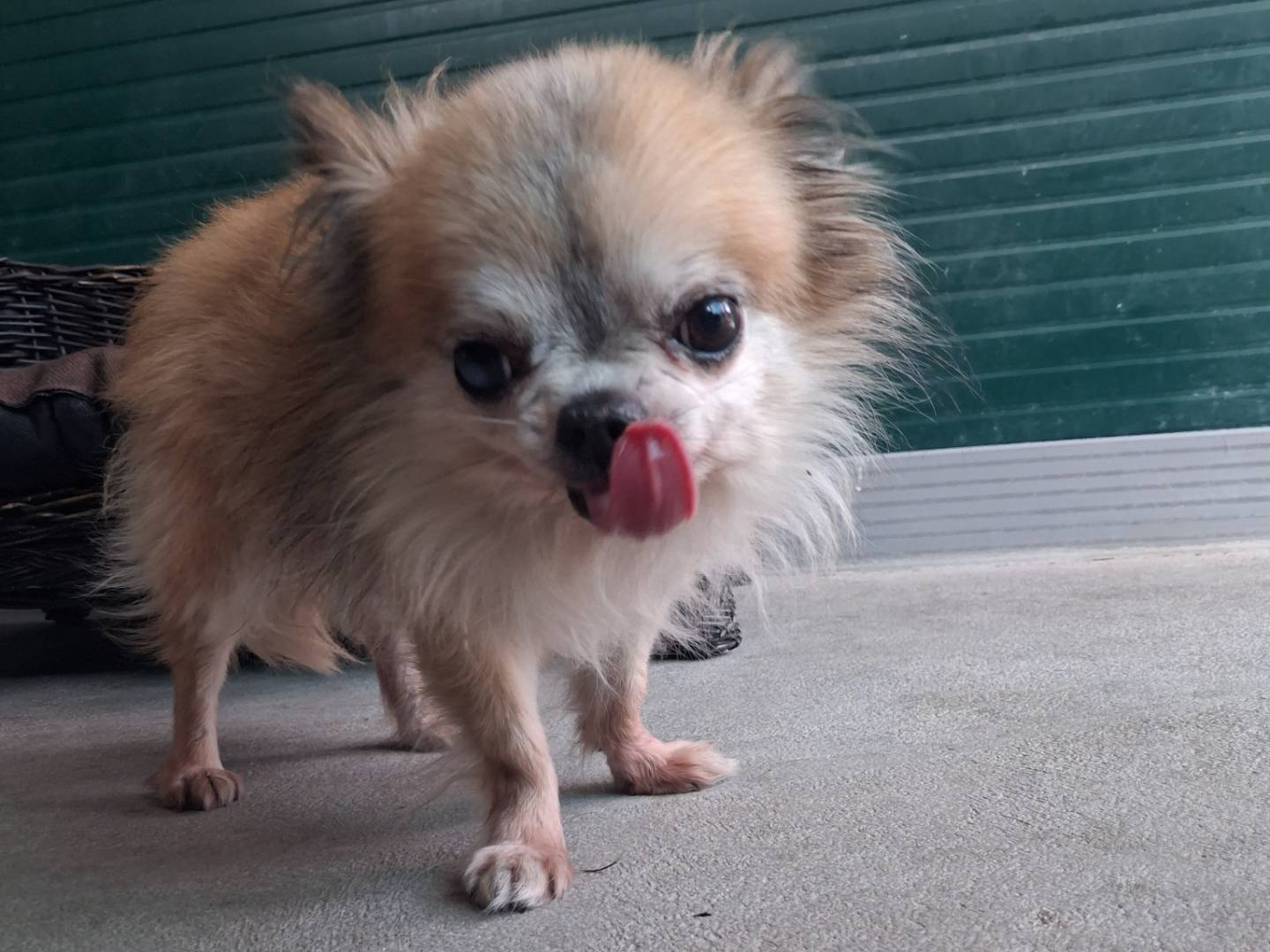 Adozione cane, maschio, Chihuahua Razza sconosciuta, 7 anni e 11 mesi, taglia piccola, Torino