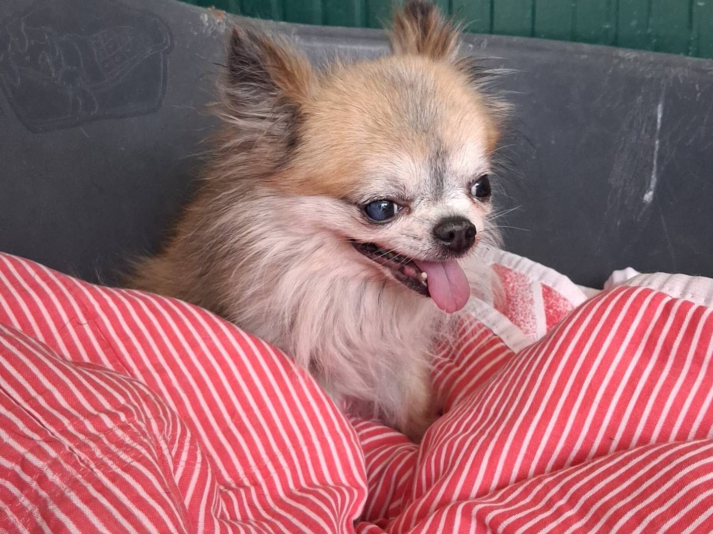 Adotta un cane, maschio, 7 anni e 11 mesi, Torino