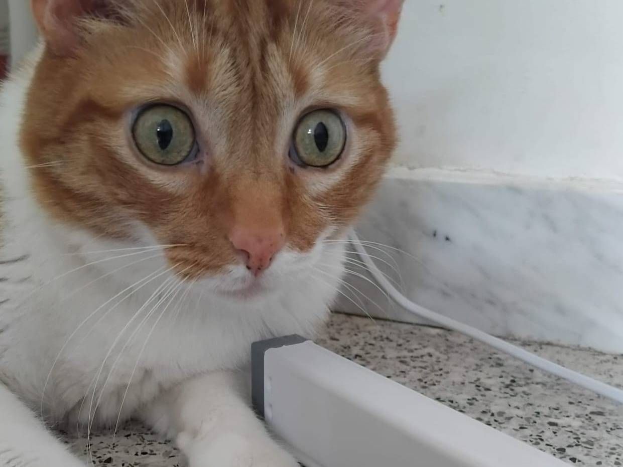 Adotta un gatto, taglia non valida, maschio, Brescia