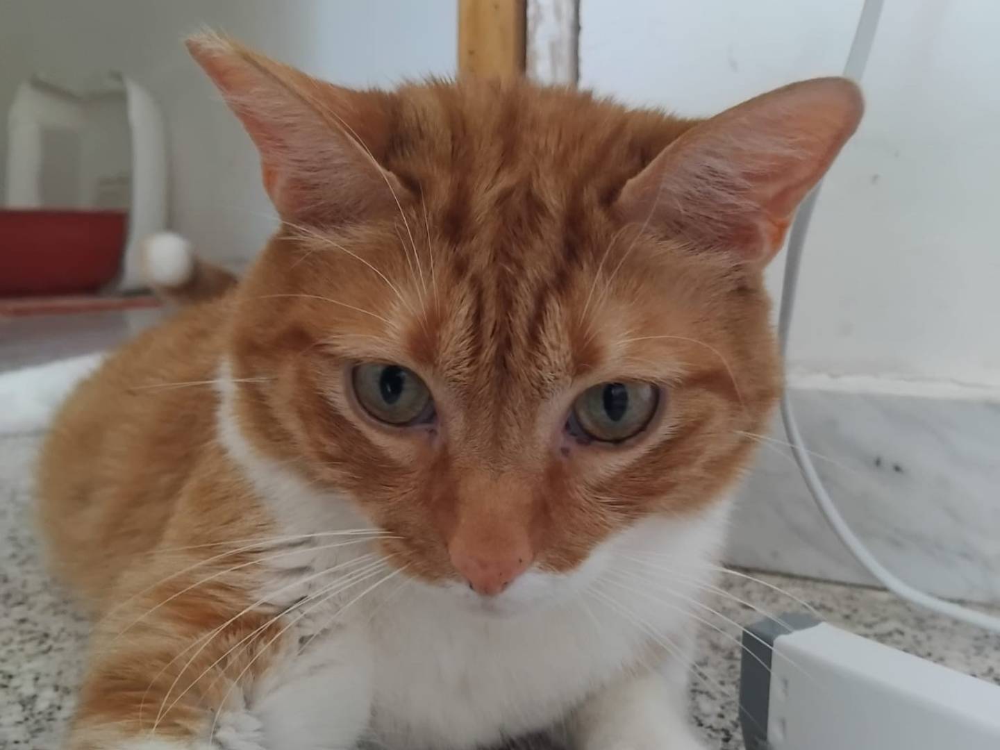 Adotta un gatto, maschio, 3 anni e 6 mesi, Brescia