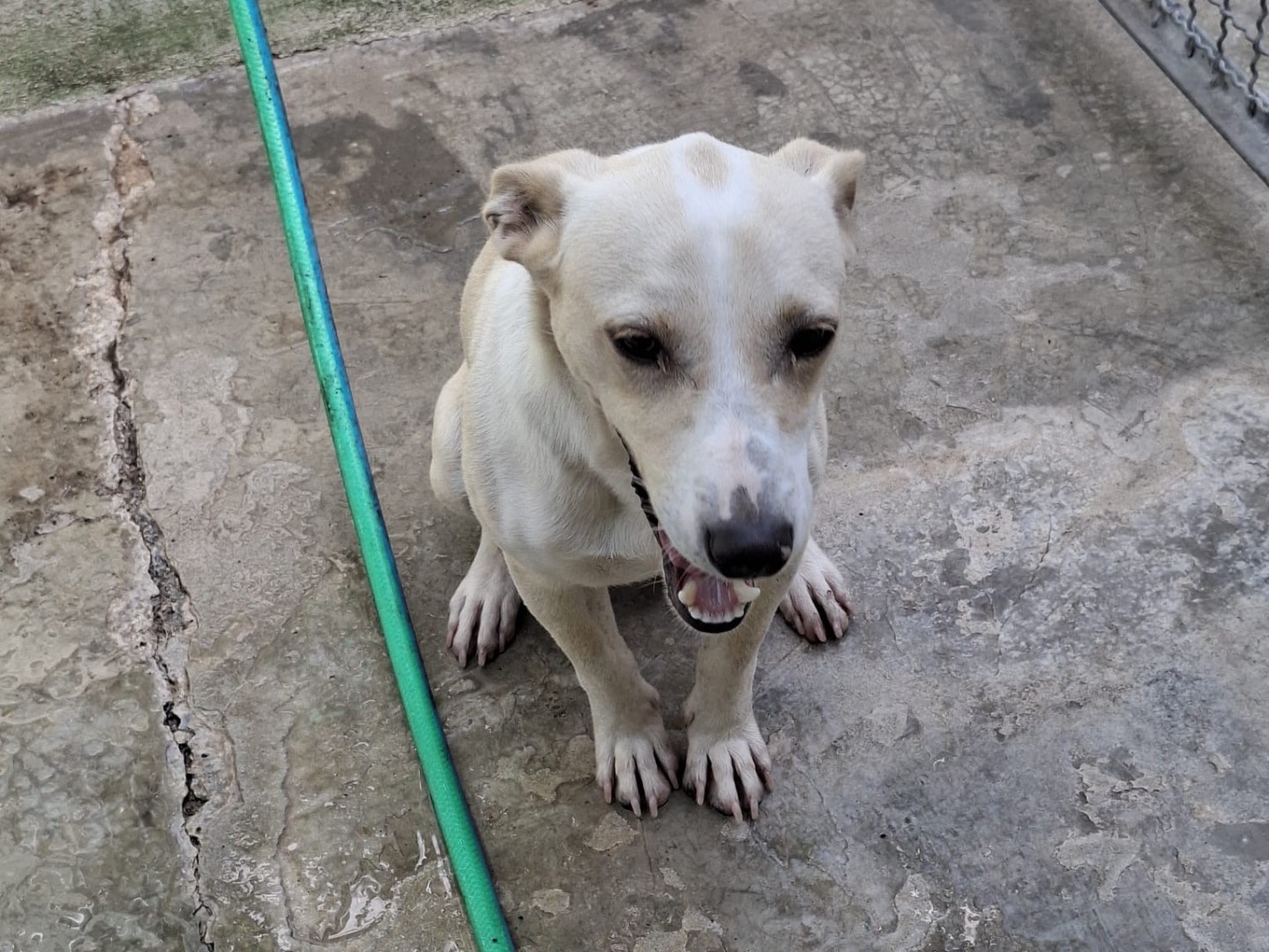 Adozione cane, maschio, Razza sconosciuta Razza sconosciuta, 1 anno, taglia piccola, Caserta