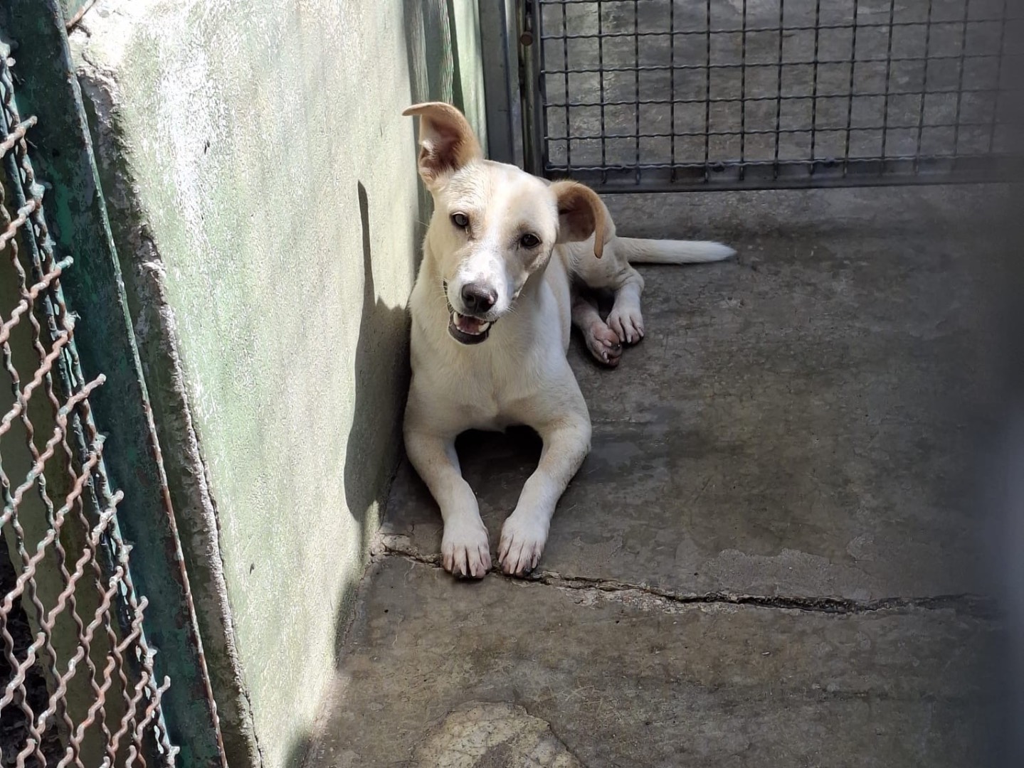 Adotta un cane, maschio, 1 anno, Caserta