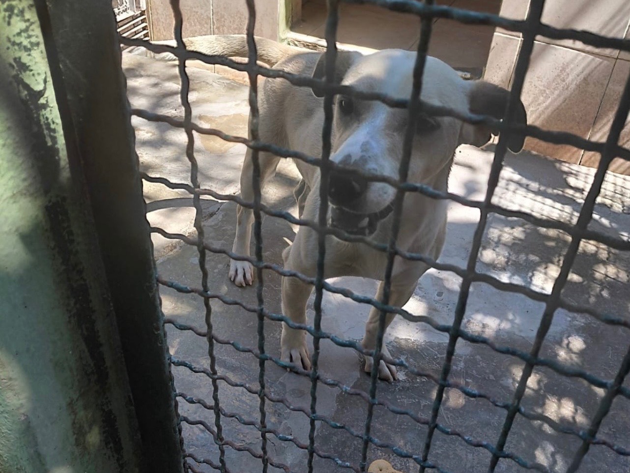 Adotta un cane, taglia piccola, maschio, Caserta