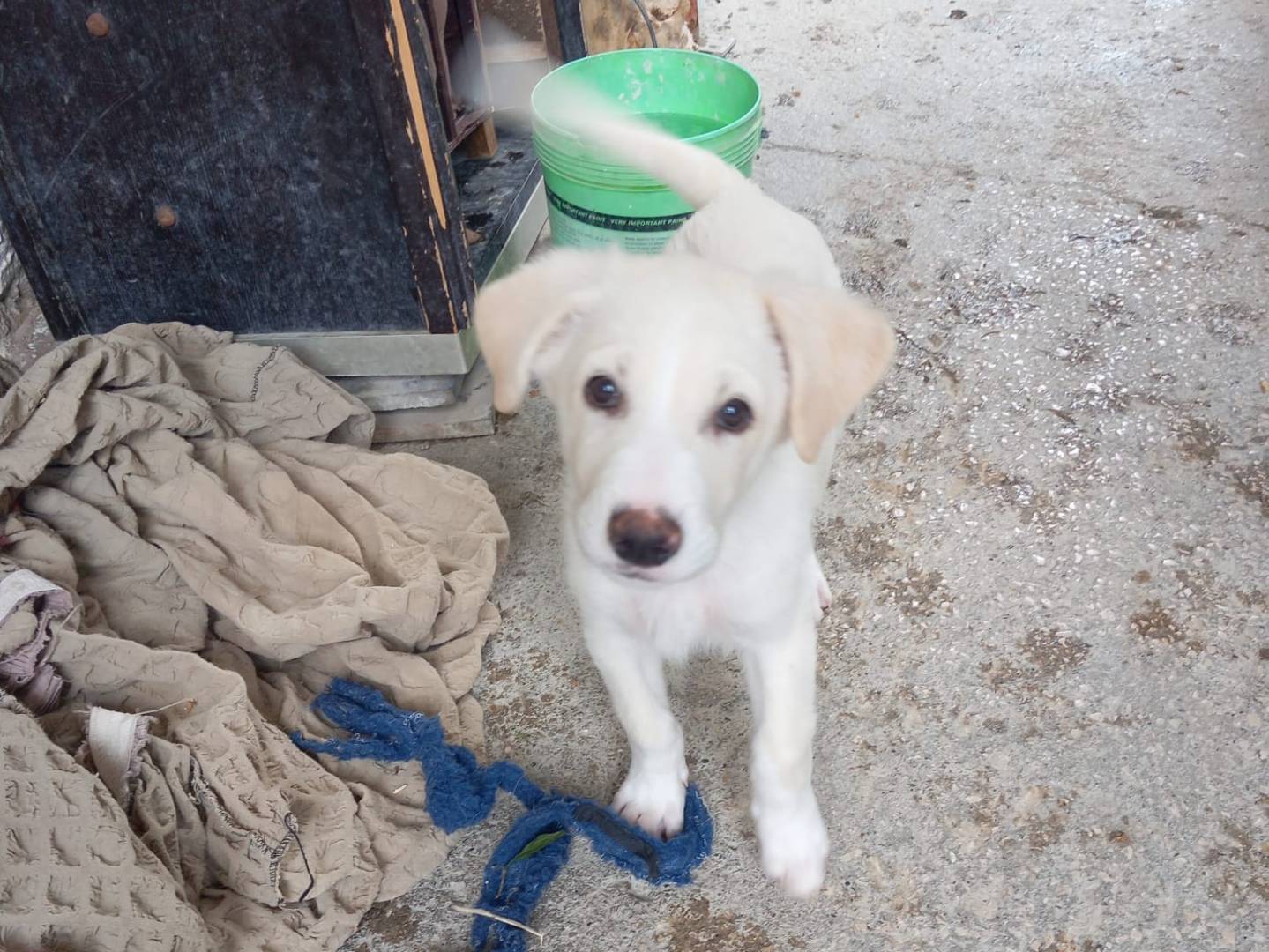 Adozione cane, maschio, Razza sconosciuta Razza sconosciuta, 3 mesi, taglia media contenuta, Caserta