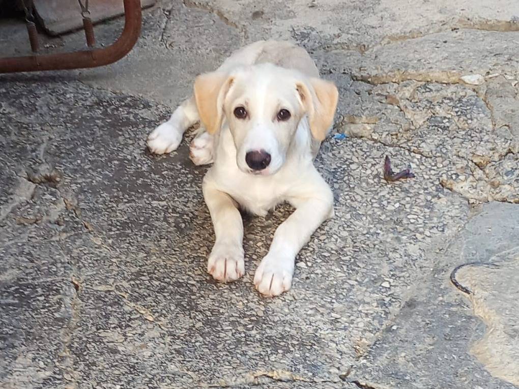 Adotta un cane, taglia media contenuta, maschio, Caserta