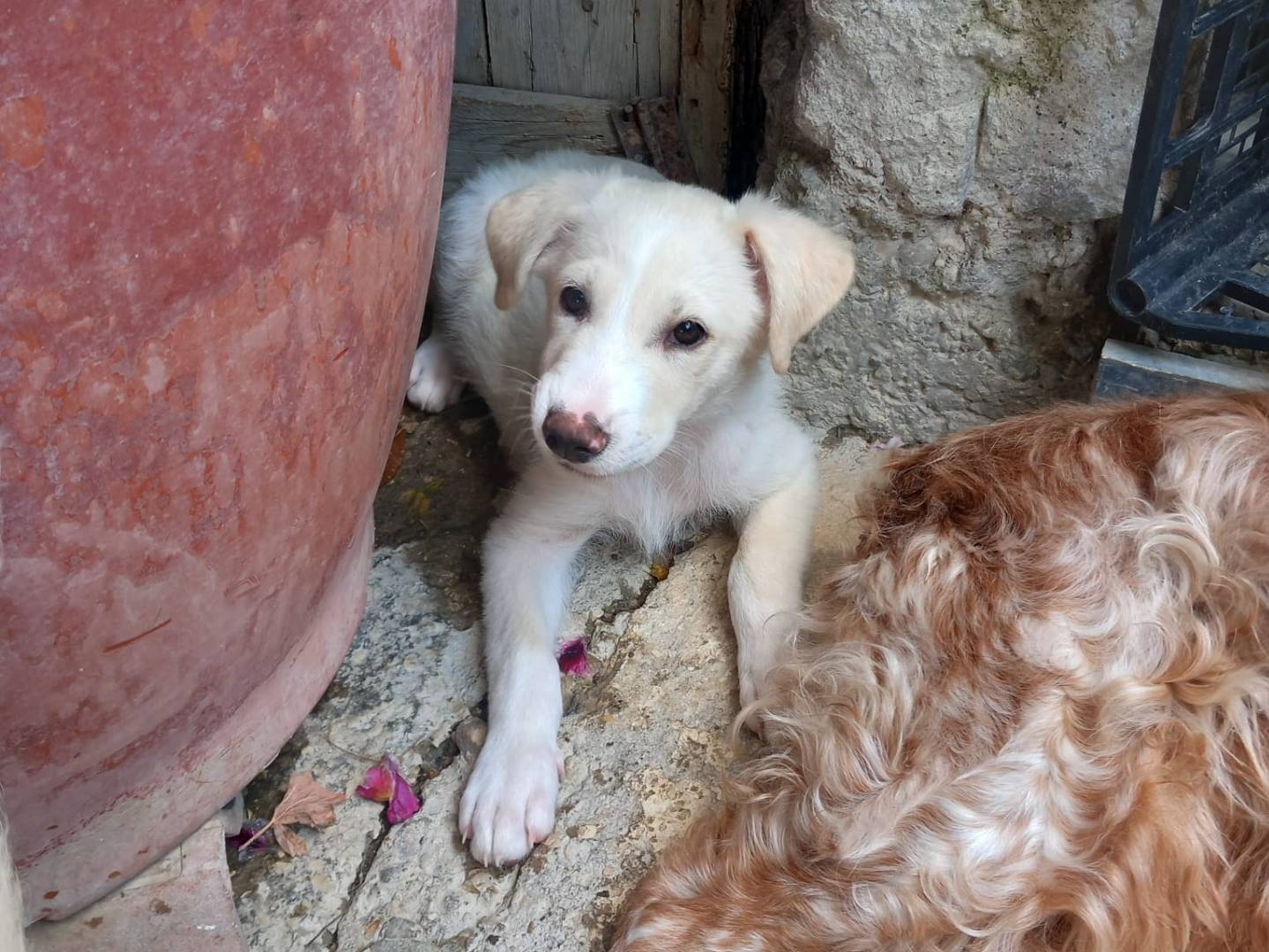 Vuoi adottare un cane a Caserta?