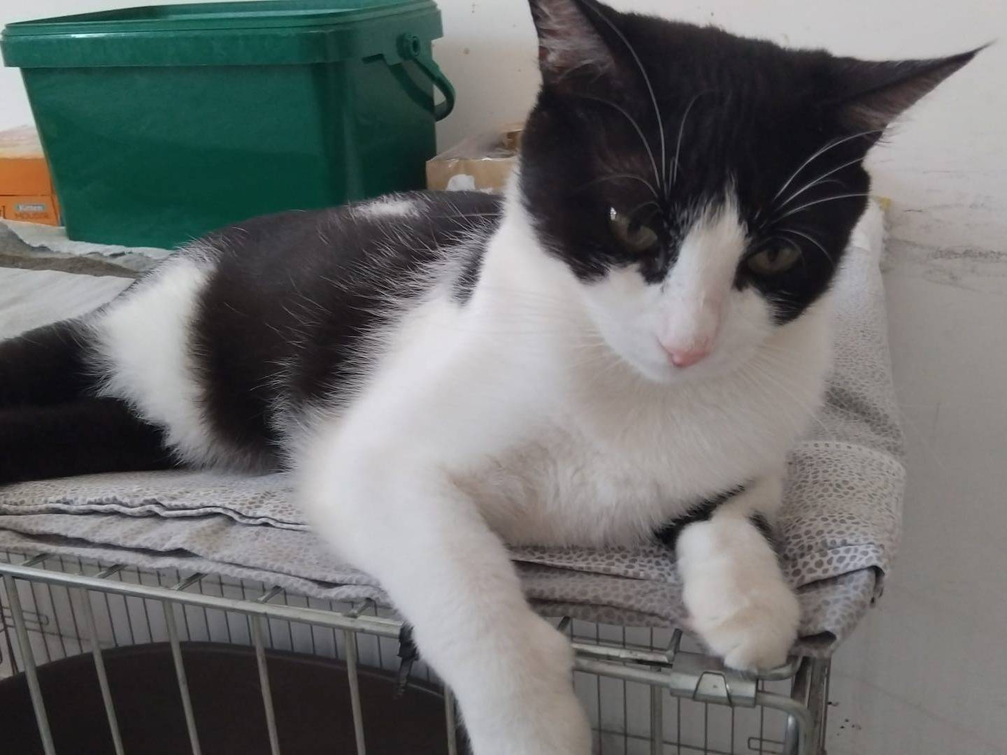 Adotta un gatto, femmina, 2 anni e 6 mesi, Milano