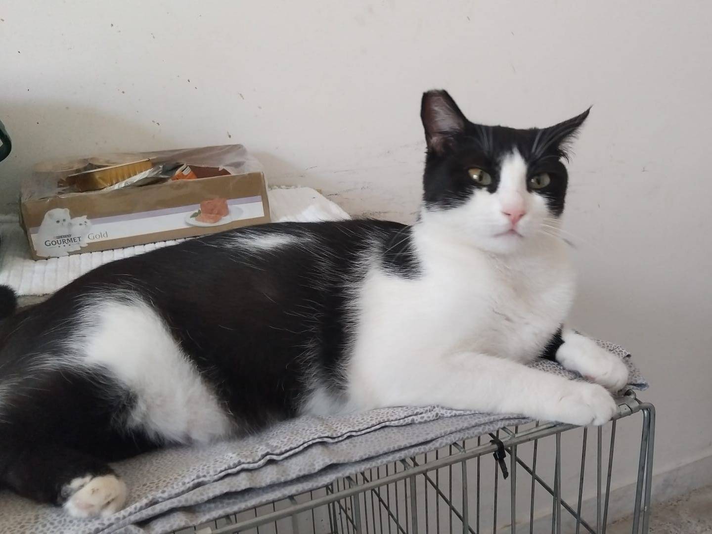 Adotta un gatto, taglia non valida, femmina, Milano
