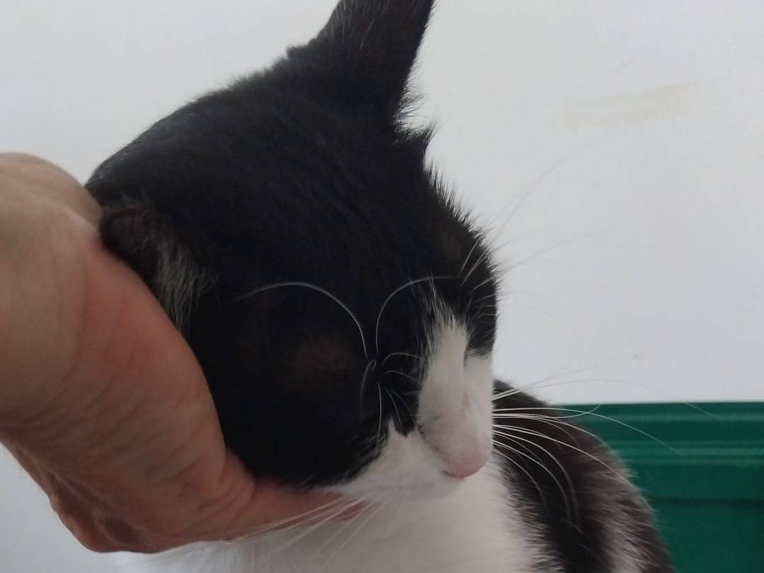 Vuoi adottare un gatto a Milano?