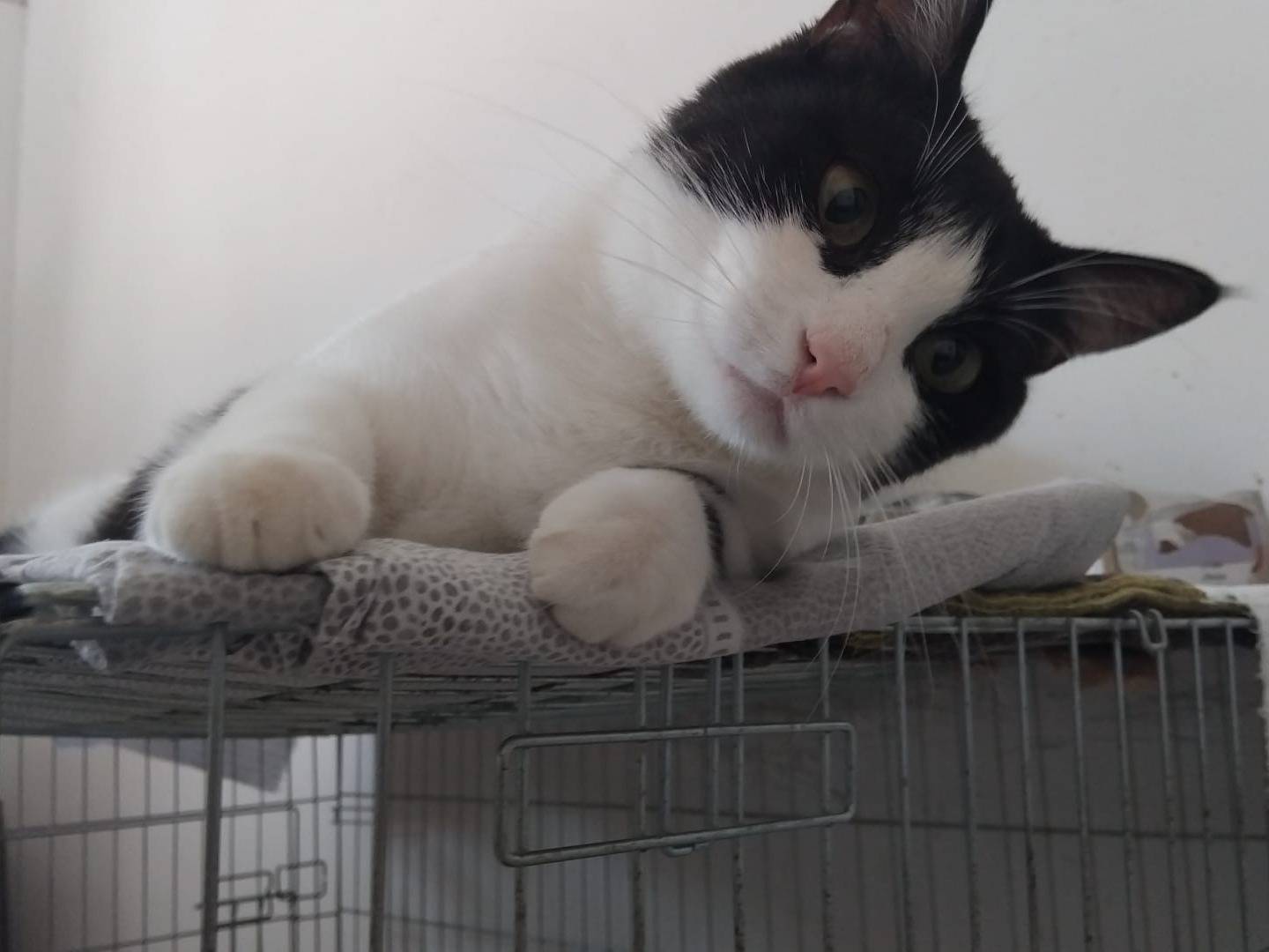 Adotta il gatto Sissi a Milano