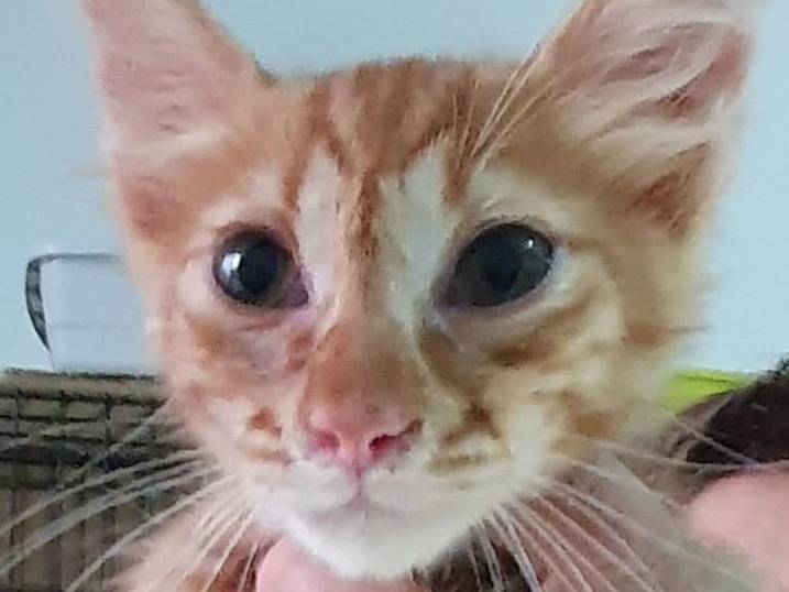 Adozione gatto, maschio, Razza sconosciuta Razza sconosciuta, 2 mesi, taglia non valida, Milano