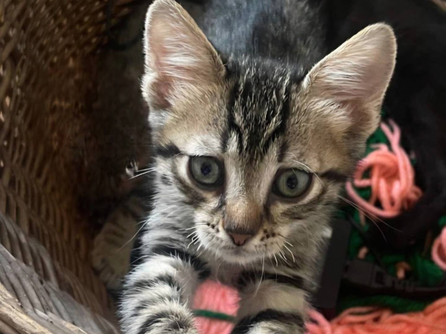 Adozione gatto, maschio, Razza sconosciuta Razza sconosciuta, 3 mesi, taglia non valida, Torino
