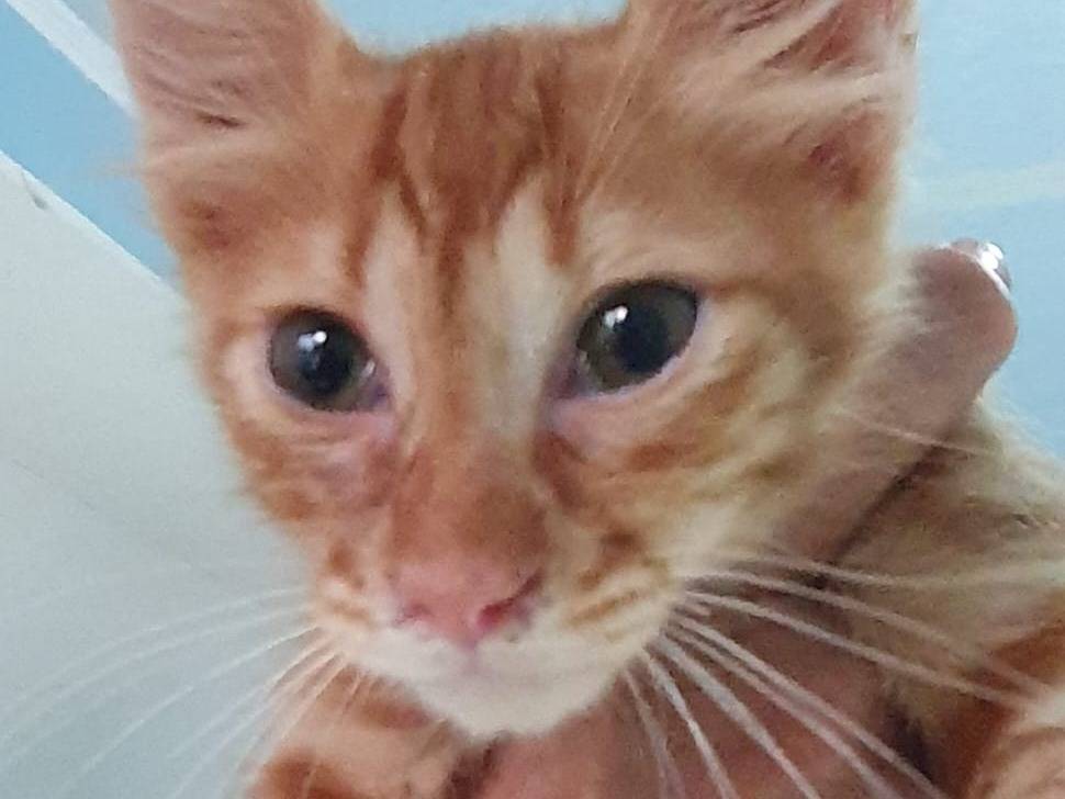 Adotta un gatto, taglia non valida, maschio, Milano