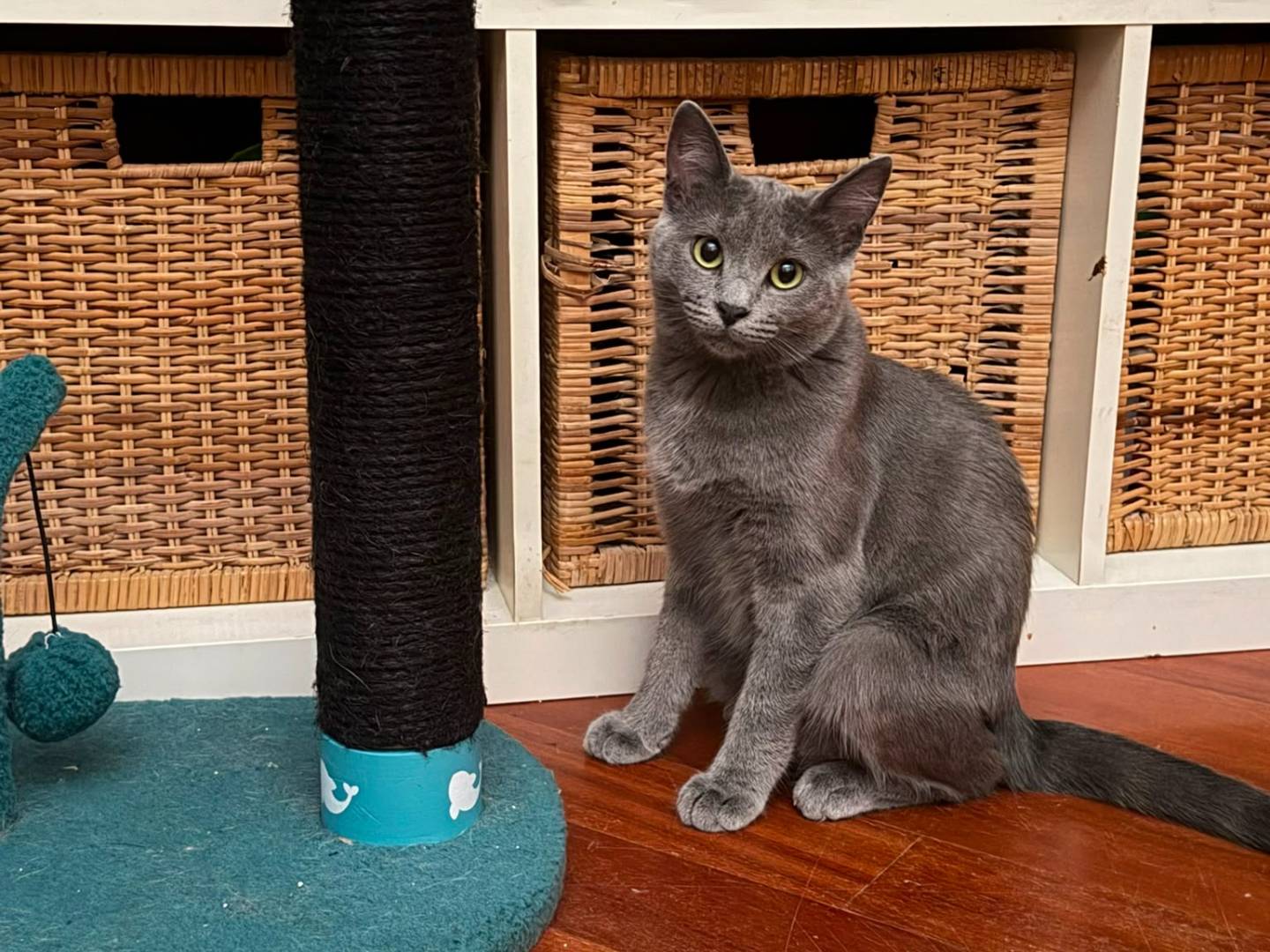 Adozione gatto, femmina, Certosino  Razza sconosciuta, 6 mesi, taglia non valida, Caserta