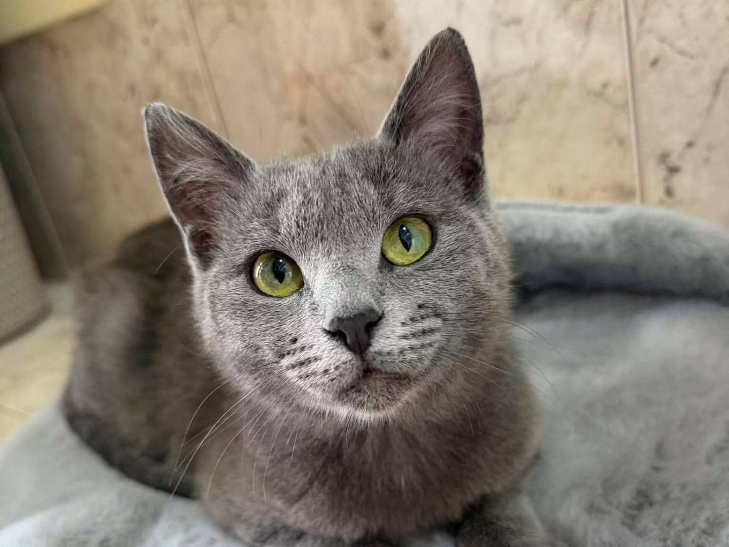 Adotta un gatto, femmina, 6 mesi, Caserta