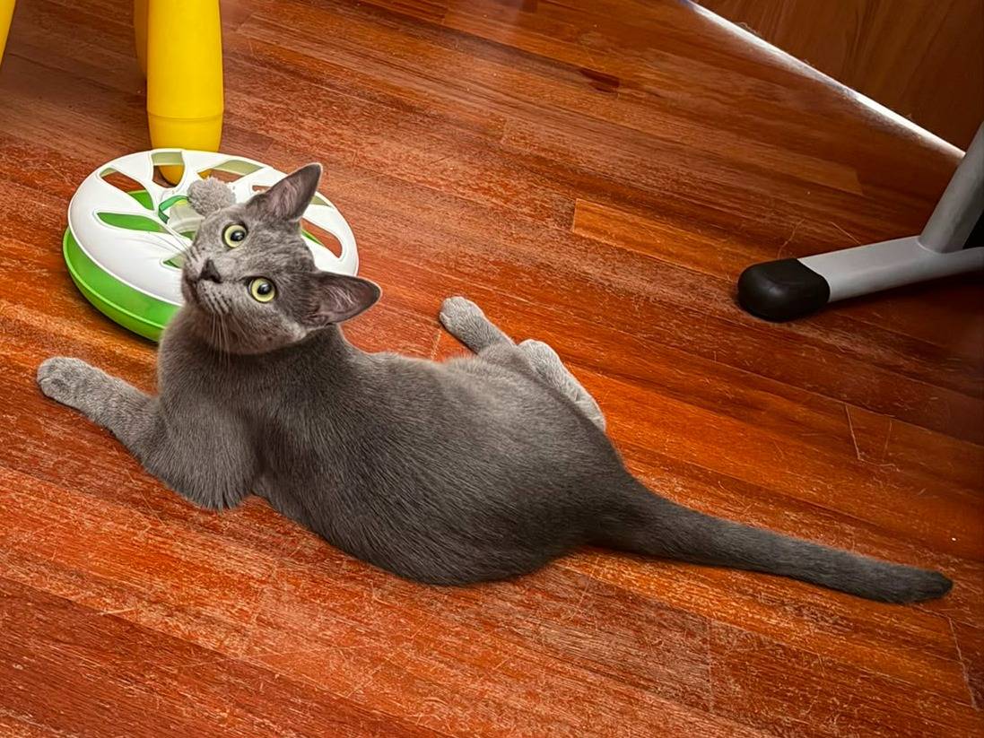 Adotta un gatto, taglia non valida, femmina, Caserta