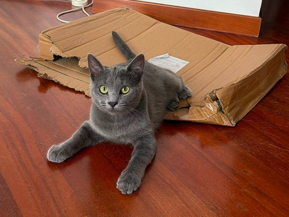 Vuoi adottare un gatto a Caserta?