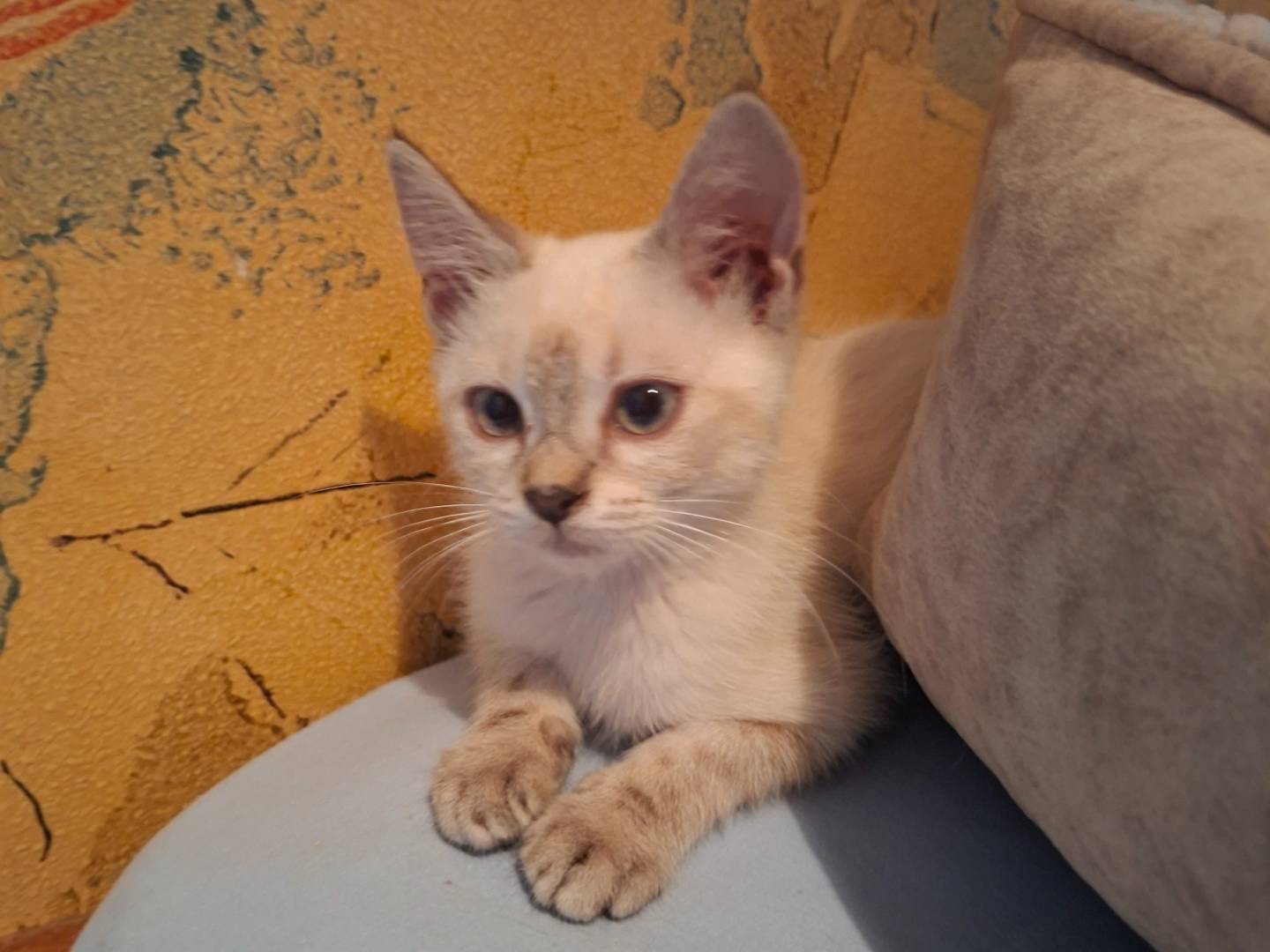 Adotta un gatto, femmina, 2 mesi, Viterbo