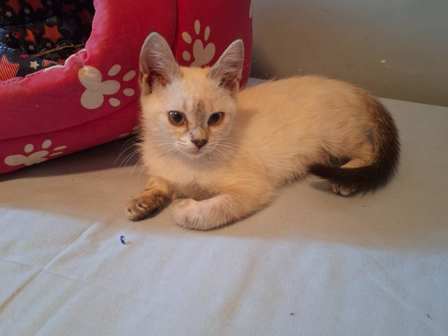 Vuoi adottare un gatto a Viterbo?