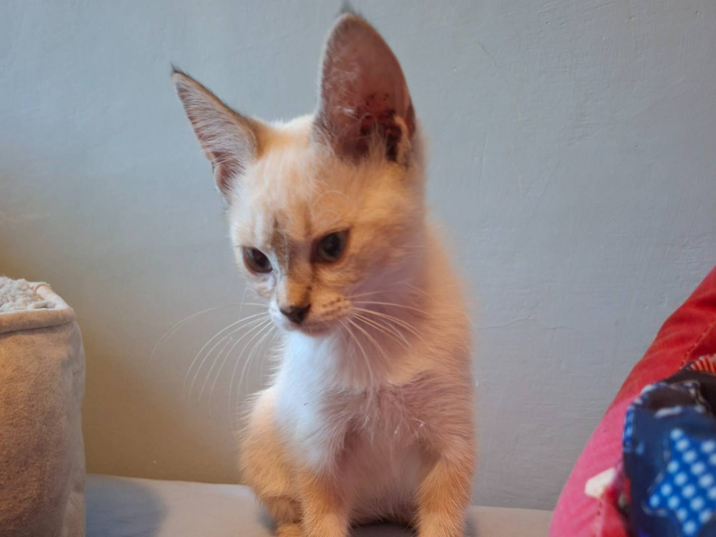Adozione gatto, femmina, Razza sconosciuta Razza sconosciuta, 2 mesi, taglia non valida, Viterbo
