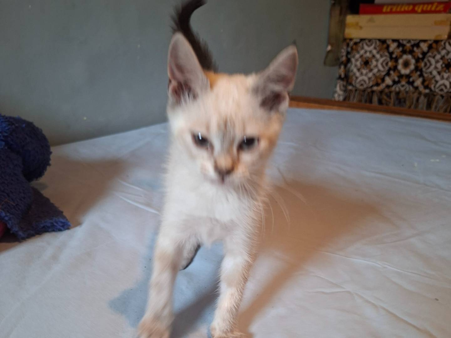 Adotta il gatto Mina a Viterbo