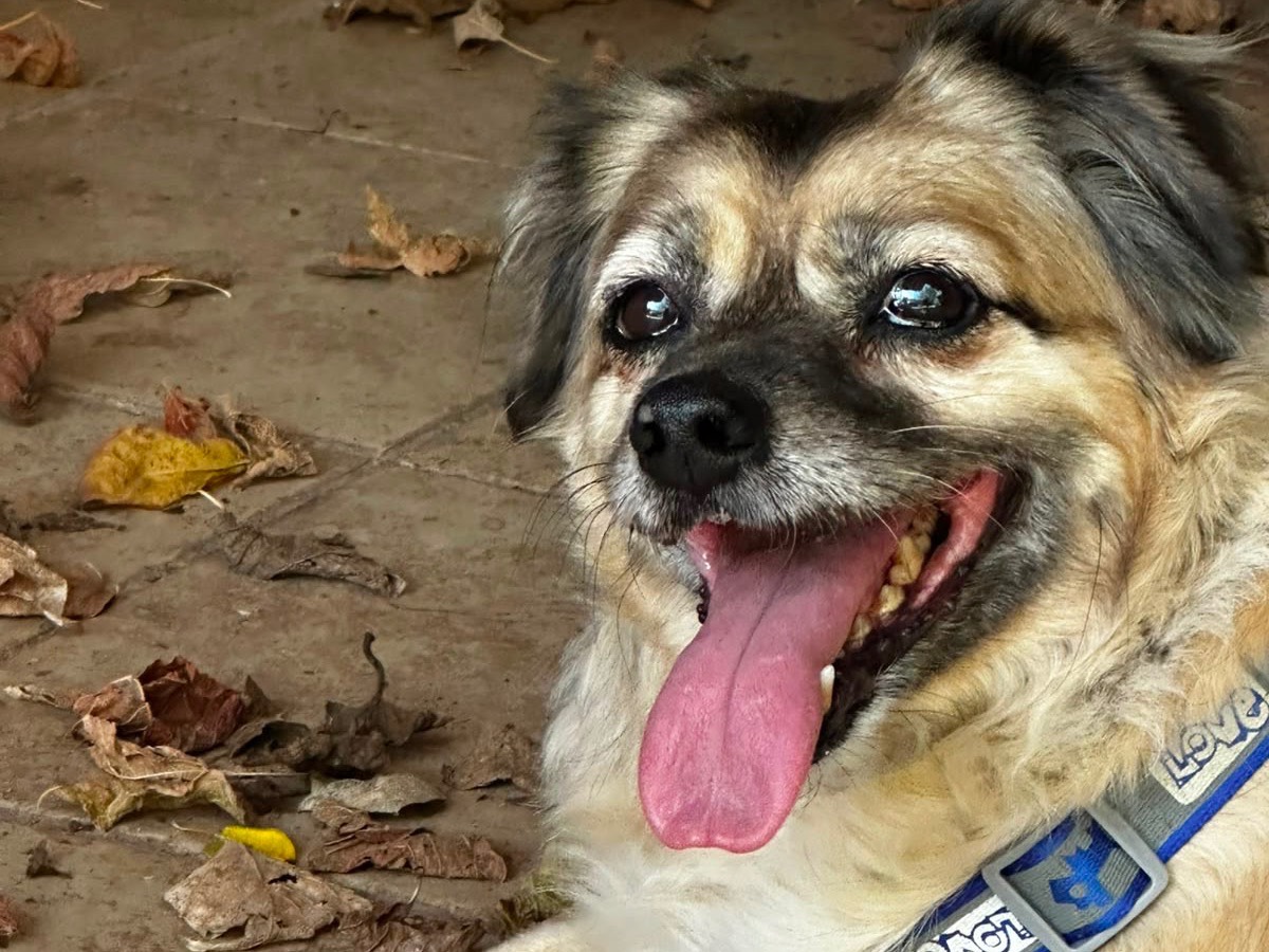 Adotta un cane, taglia media contenuta, maschio, Latina