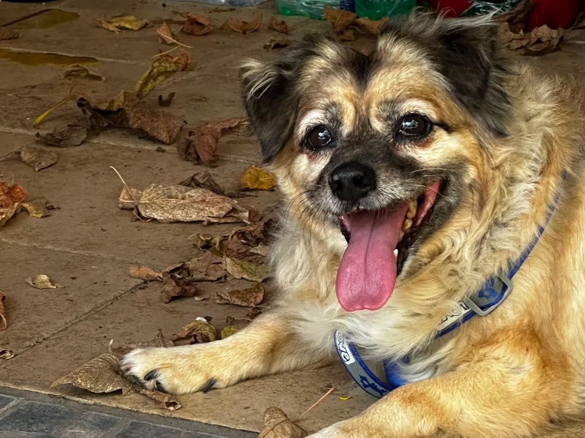 Adozione cane, maschio, Razza sconosciuta Razza sconosciuta, 10 anni e 2 mesi, taglia media contenuta, Latina
