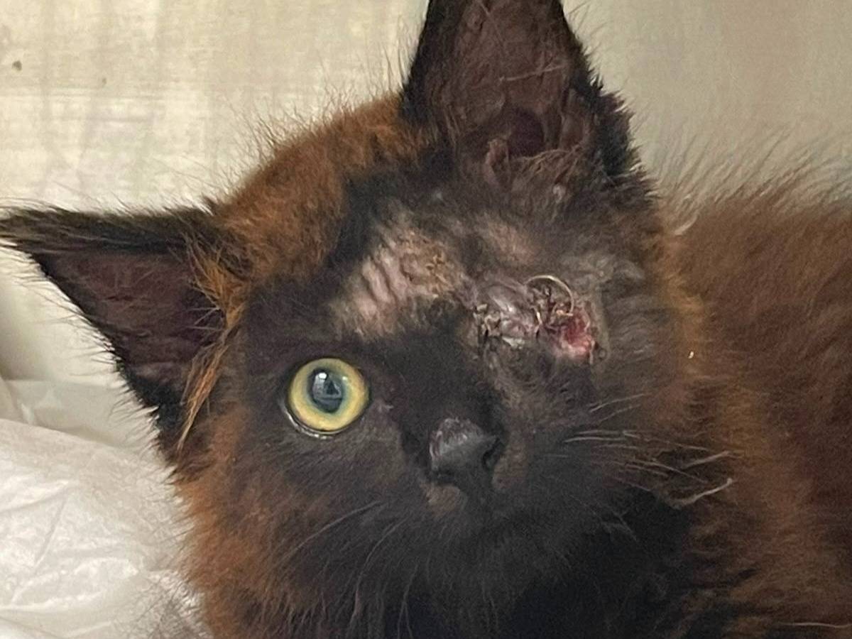 Adozione gatto, maschio, Razza sconosciuta Razza sconosciuta, 2 mesi, taglia non valida, Brescia