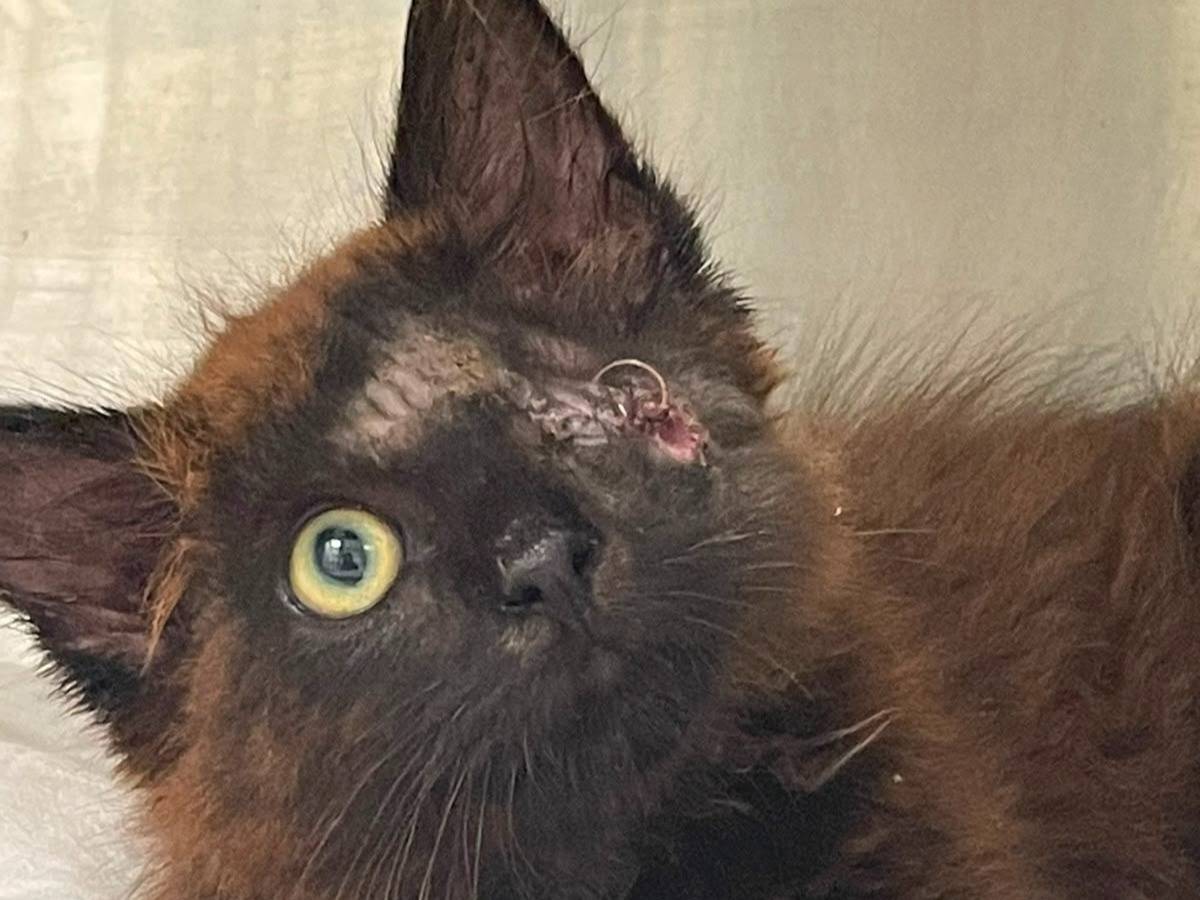 Adotta un gatto, maschio, 2 mesi, Brescia