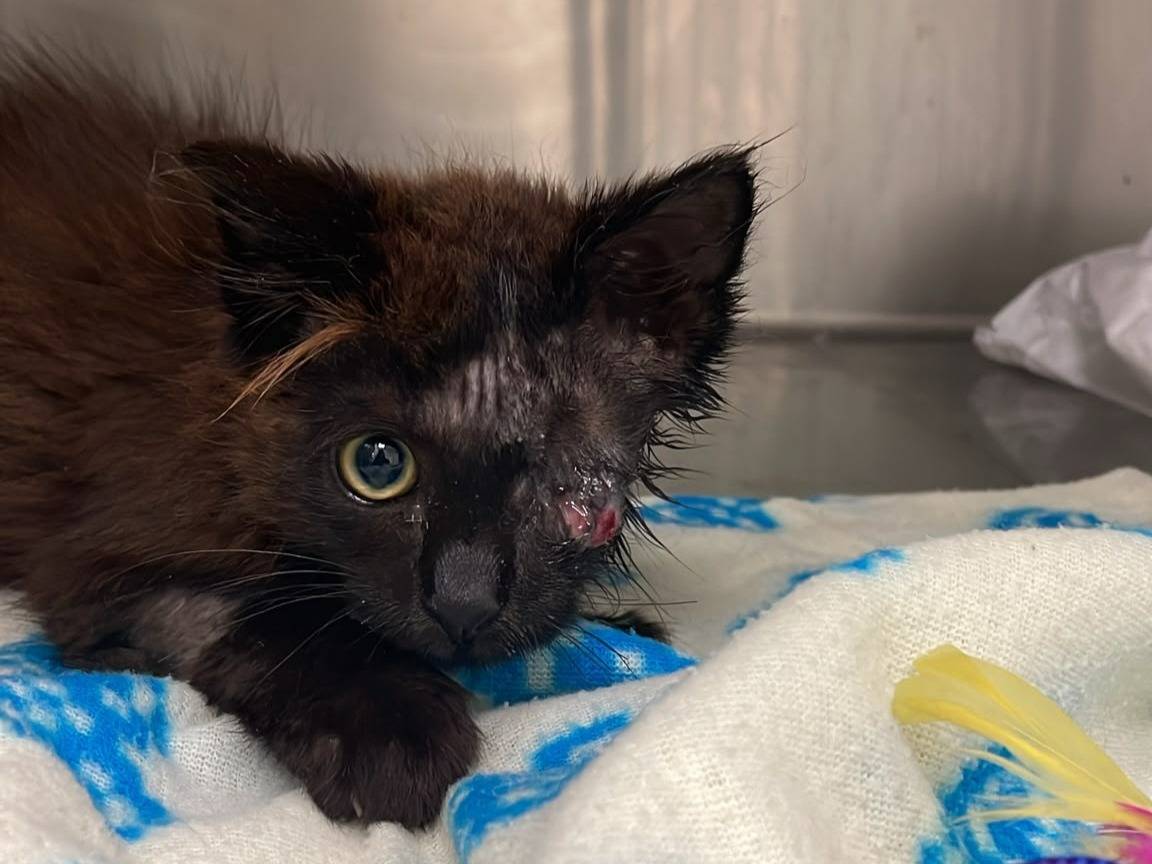 Adotta un gatto, taglia non valida, maschio, Brescia