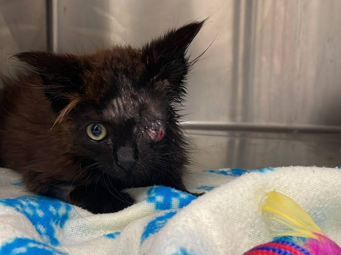 Vuoi adottare un gatto a Brescia?