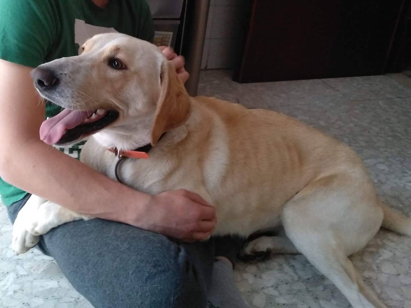 Adozione cane, maschio, Razza sconosciuta Razza sconosciuta, 8 anni e 6 mesi, taglia media, Roma