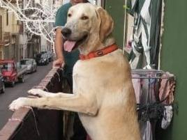 Adotta un cane, maschio, 8 anni e 6 mesi, Roma