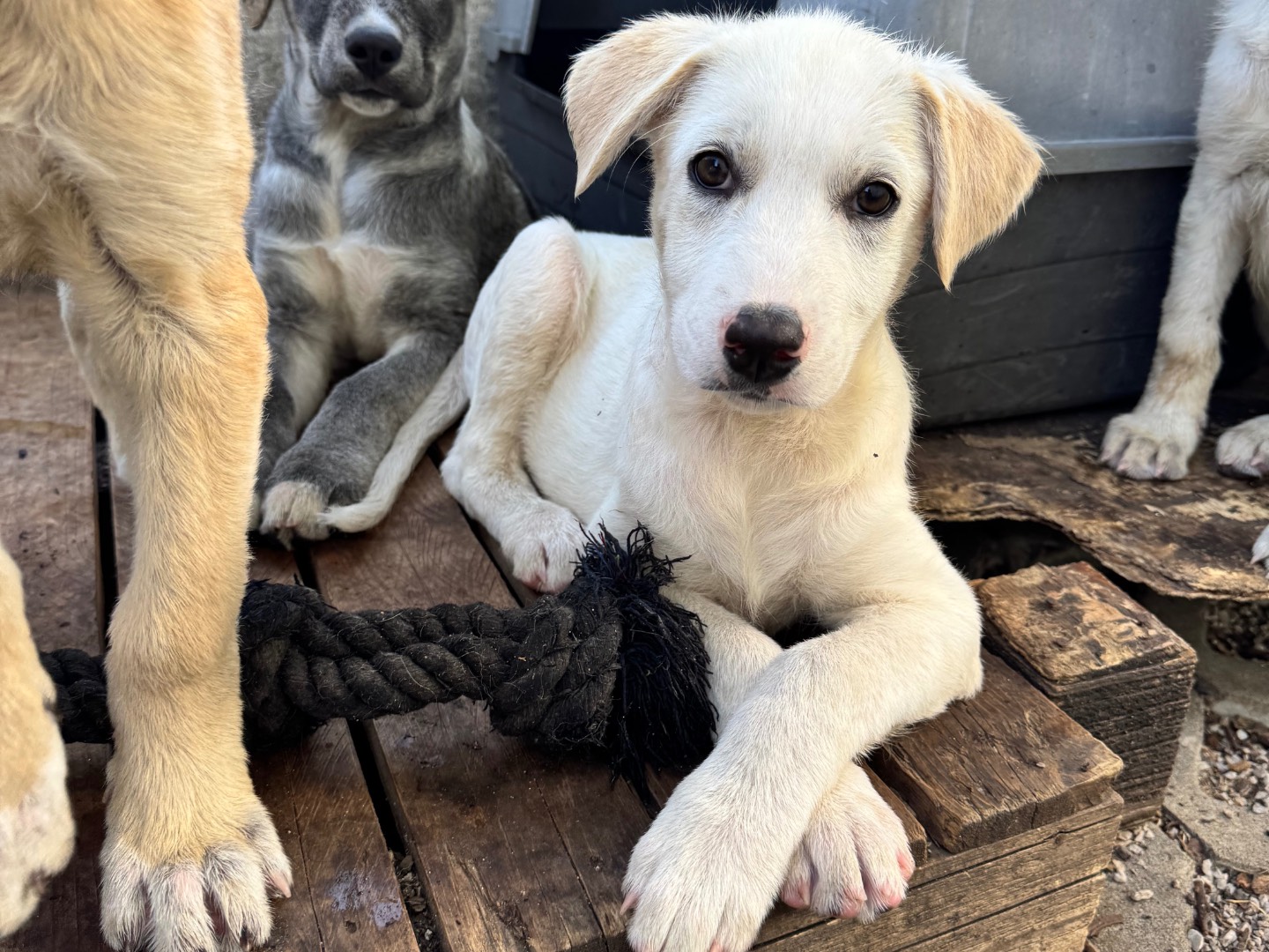 Adozione cane, maschio, Razza sconosciuta Razza sconosciuta, 3 mesi, taglia media, Salerno