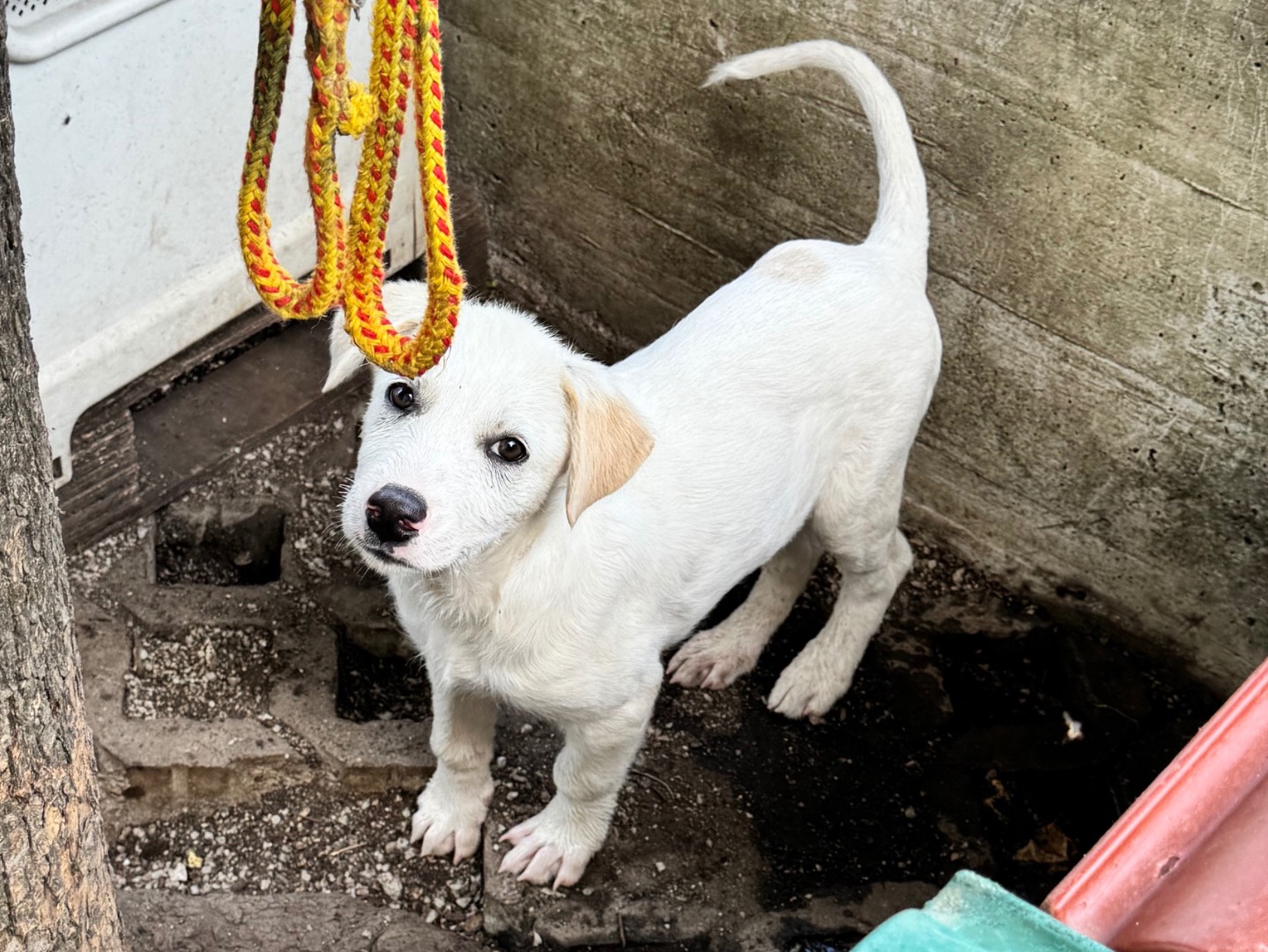 Adotta un cane, maschio, 3 mesi, Salerno