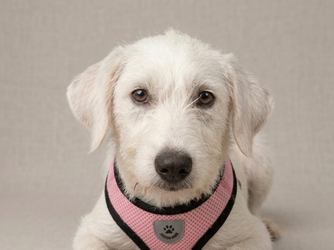 Adozione cane, femmina, Razza sconosciuta Razza sconosciuta, 4 mesi, taglia media, Sud